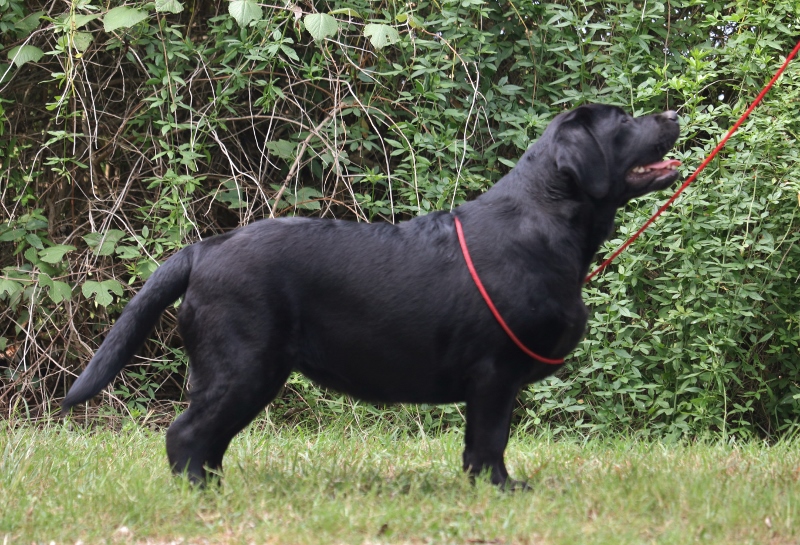 The Secret Of Dog Breeds